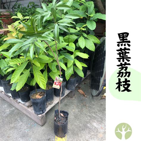 適合北部種植的果樹